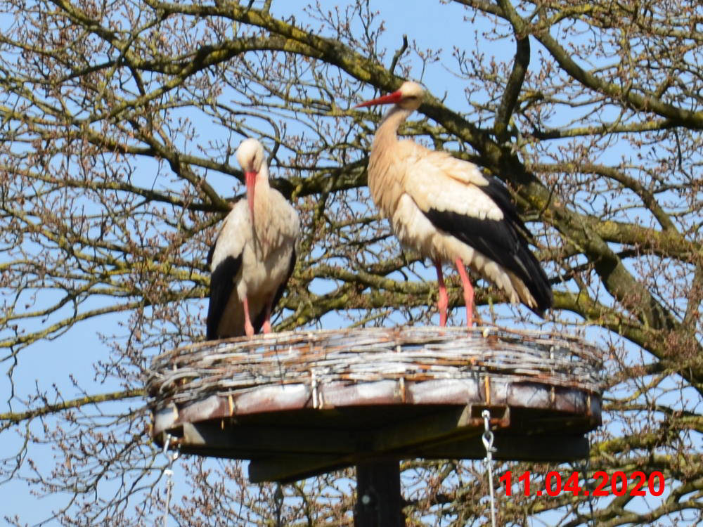 Storch_200411-D