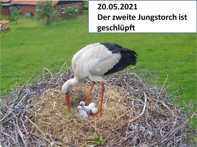 Storch_210520